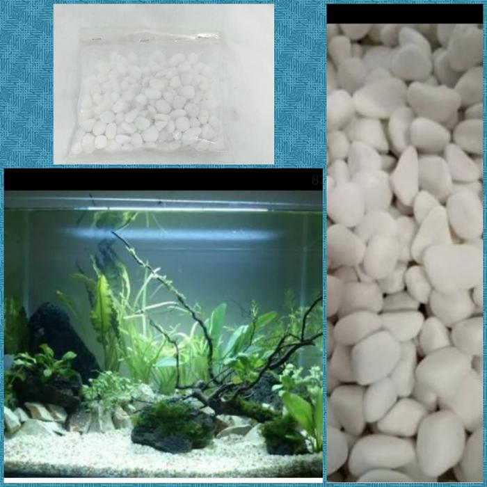 White Coral Aquascape