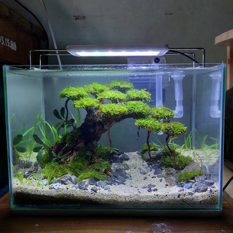 Bonsai Moss Aquascape