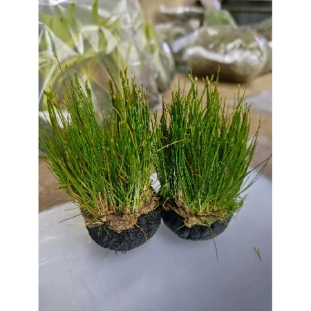 Wabikusa Haigrass Aquascape