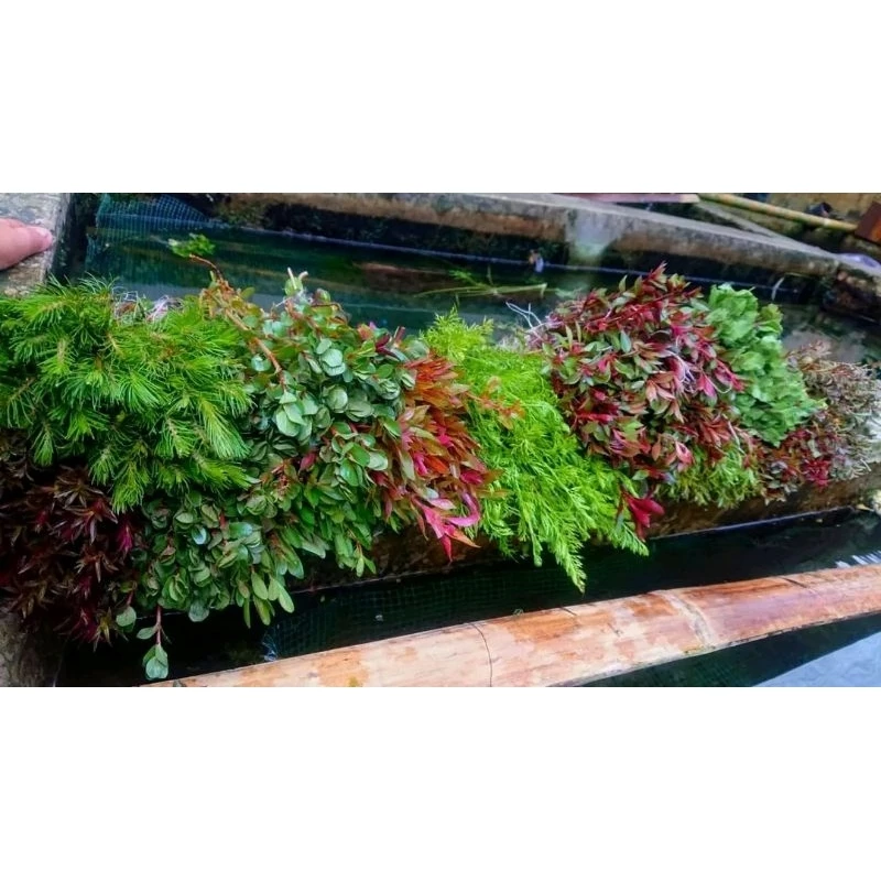5 pots Aquascape Plant (LOW CO²)
