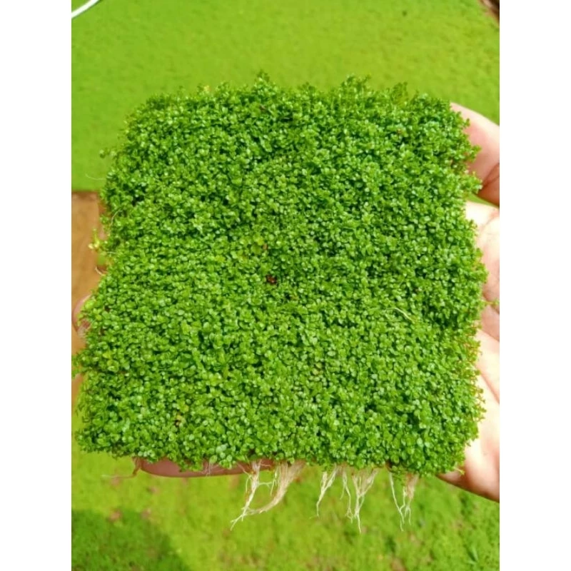 Cuba Carpet Aquascape