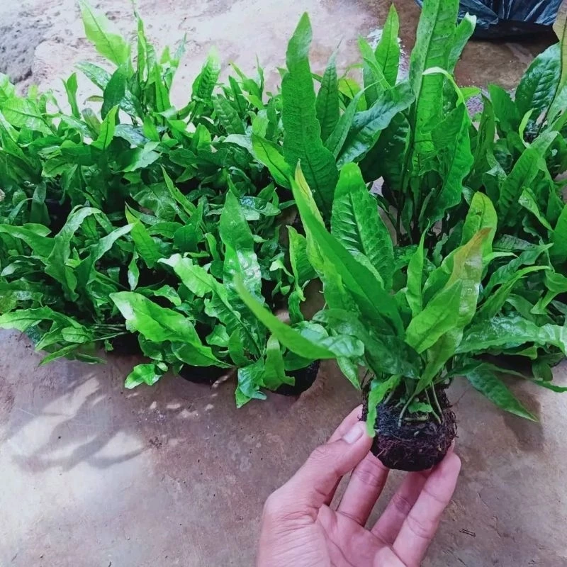 Java Fern Kadaka Media Wabikusa Aquascape