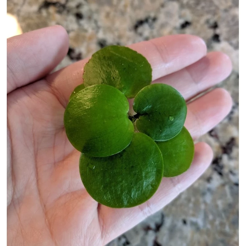 Amazon Frogbit Aquascape