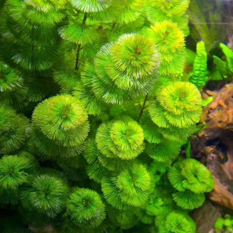 Cabomba Green Aquascape