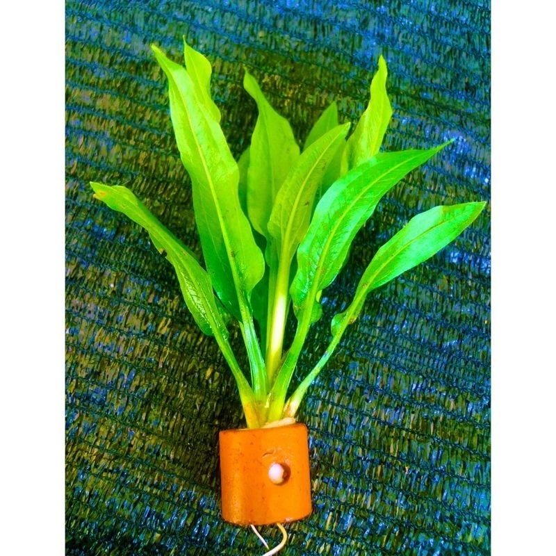 Amazon Sword Aquascape